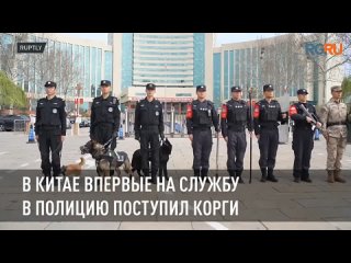 В Китае впервые на службу в полицию взяли корги