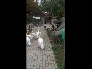 Пеликаны в Бахчисарайском парке миниатюр