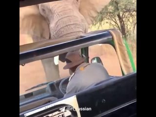 Слон е више пута бацио камион пун туриста у ужно Африци када су покушали да га отерау са пута