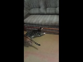 Видео от Бенгальские котята, кошки, коты (продать/купить)