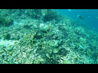 MANTA FREEDIVE Spot Snorkling Pulau Pari