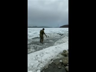 Спас малыша тюленя