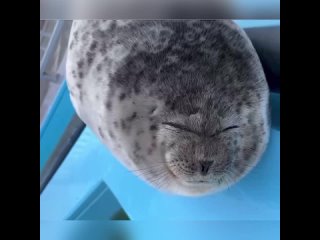 🦭 Тюлени никогда не спят крепкоДовольно часто просыпаясь они осматриваются нет ли рядом опасности.