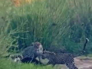 Медоед отшил трех молодых леопардов