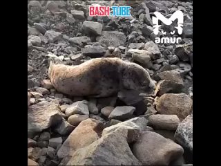 🇷🇺 Мужчина нашел тюленёнка во время прогулки во Владивостоке