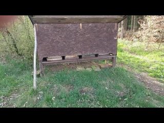Пчеловодство в Баварии. Покупка пчёл и аренда павильона...
