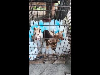 Wideo od Фонд помощи бездомным животным “Арчибальд“