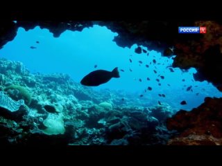 Островной рай - Новая Каледония / Nouvelle-Calédonie, l’île sauvage (2020)
