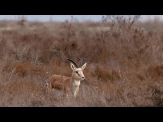 Джейран (Gazella subgutturosa) - Goitered gazelle