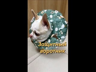 Защитный воротник