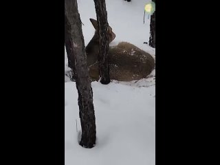 Суровая зима в Хакасии мешает жить косулям ️