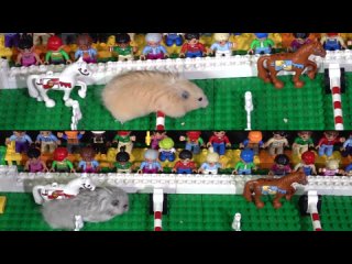 Hamster Lego Race Obstacle Course
