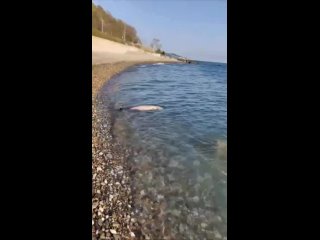 В Сочи нашли привязанного к камню мертвого дельфина.
