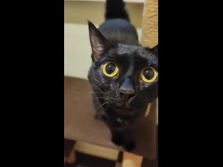 Video by Гостиница для животных Уютные коты Екатеринбург