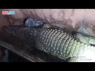 🇷🇺 Сотрудники таможни не дали незаконно вывезти в Казахстан живого крокодила по кличке Бакс