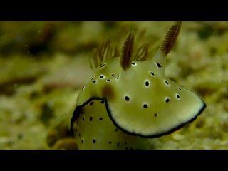 Leopard Nudibranchs mating | Diving in Pattaya, Thailand