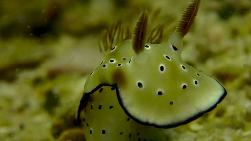 Leopard Nudibranchs mating, Diving in Pattaya,