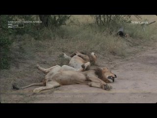 UPDATE Black Dam lions, Nhenhe leopard, screenshots WildEARTH PM Feb 22 2024