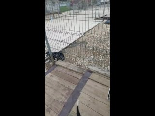 Live: Питомник собак - РПБ Борзые-Сенавиан