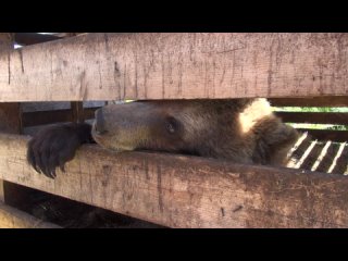 Саратовскую медведицу отправят жить в Белгород