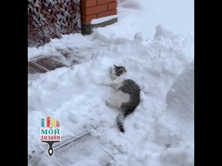 Кошка, которая очень любит снег