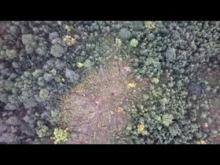 На Камчатке лайка подружилась с медведями и ушла с ними в лес