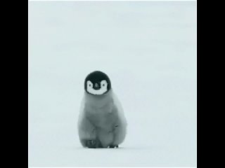 Пингвиненок Императорского пингвина