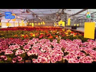 В Ненецкой агропромышленной компании вырастили 15 тысяч тюльпанов