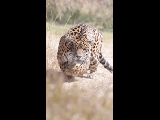 Леопард в атаке