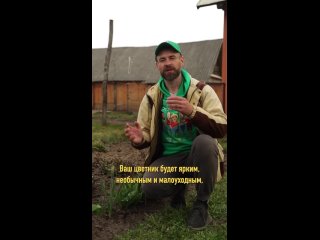 Моя дача - полезные советы для сада и огорода