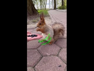 К нам гости из Гомеля, милая белочка 🐿️ 😍