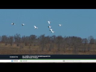 В Хакасию возвращаются перелётные птицы