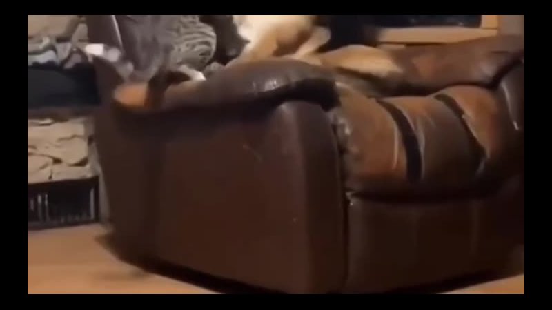 А у нас такого нет  чтоб да такого доходила коты кстати могут целиться в глаза. Это может быть опасно. У меня все... - Сергей Чистов