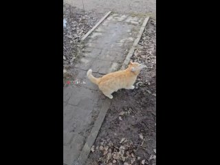 Video by smart_cats_tv