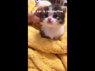 Vidéo de Кошки, котики, котята ツ