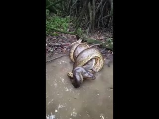 Fearless camera man gets dangerously close to an Anaconda killing an Alligator.