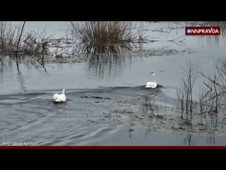 В Артёмовские луга вернулись после зимы лебеди