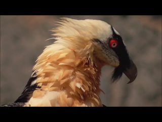 (Gypaetus barbatus) Bearded Vulture