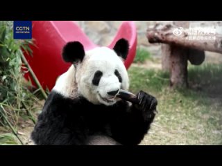 Панда Яя исследует новую игрушку