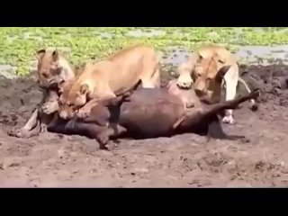 Львица откусывает яйца антилопе гну, в то время как двое других держат ее