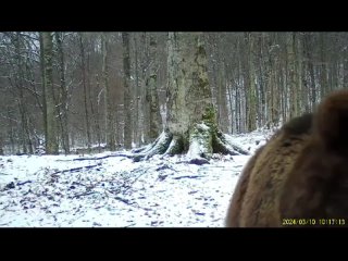 Популяция бурых медведей последние несколько лет стабильно растет на территории Алагирского района Северной Осетии