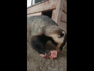 Видео от Барнаульский зоопарк “Лесная сказка“