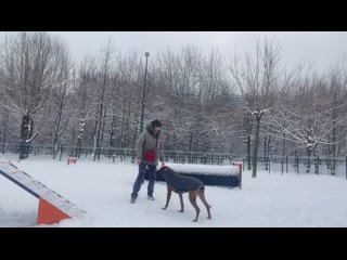 Видео от Родезийский риджбек. GREAT STAR/GEMBAR PRIDE.