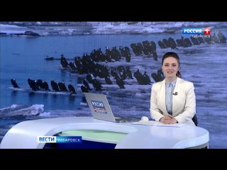 «Впечатление, что наступает весна!»: перелётные птицы возвращаются в Хабаровский край