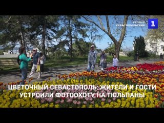 Цветочный Севастополь жители и гости устроили фотоохоту на тюльпаны