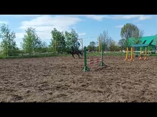 Video by KVP | Продажа лошадей