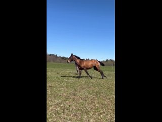 Video by ЛОШАДЬ МЕЧТЫ продажа лошадей от владельца в Спб