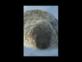 Зачем тюлени хохлачи раздувают огромные пузыри из носа?