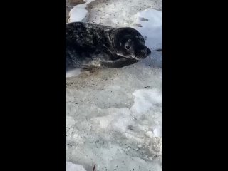 Что не день, то тюлень: в Курортном районе спасли рычащего ластоногого малыша