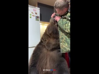 Un hombre decidió llevar su amor por la naturaleza a otro nivel al adoptar un oso como mascota en su casa. Sin embargo, enfrenta